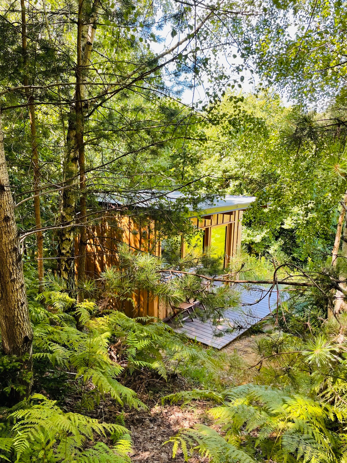 A wooden structure is nestled among dense green foliage, with large windows reflecting natural light. Pathways of decking can be seen leading up to the building, surrounded by a variety of trees and underbrush, creating a sense of seclusion within the forest.
