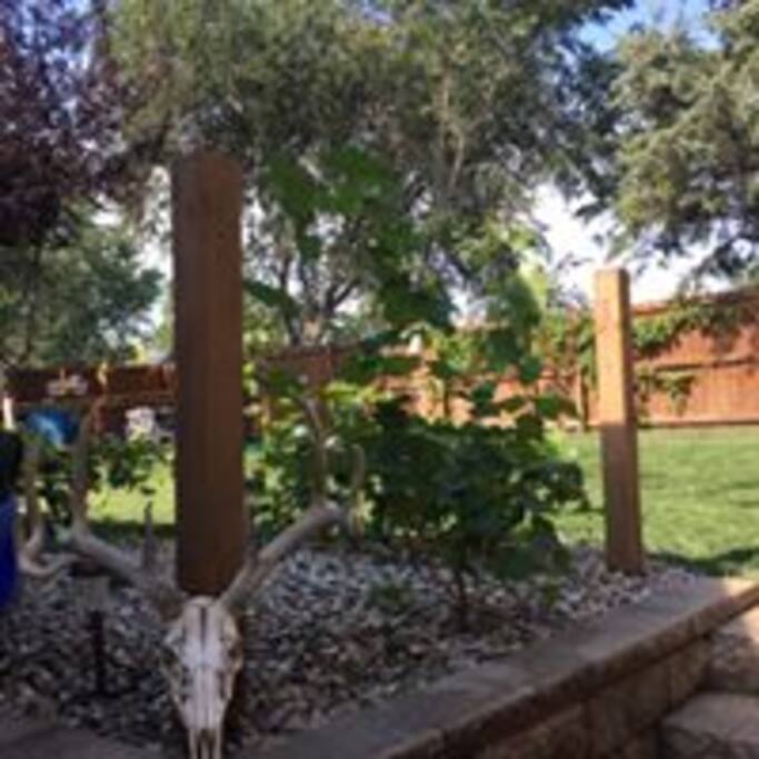 Backyard Vineyard