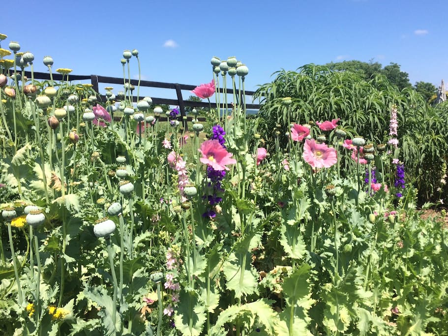 some of the many surrounding gardens