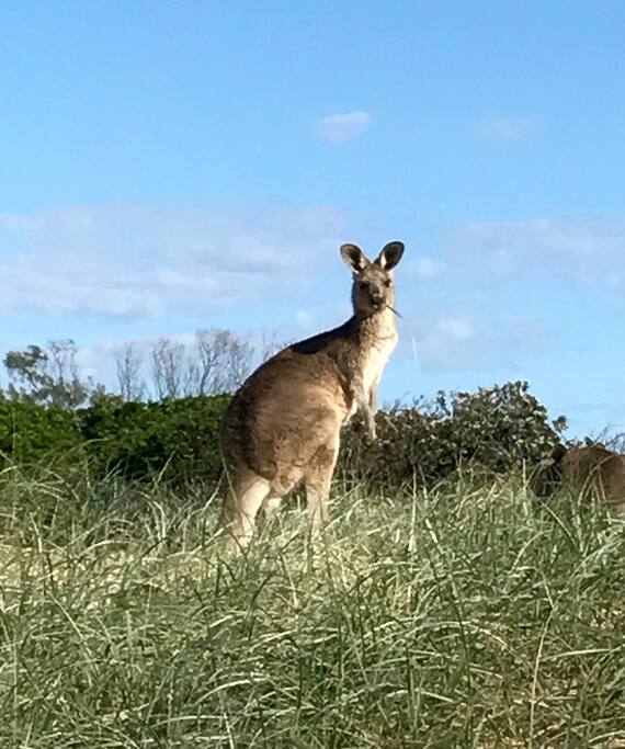 Kangaroo's