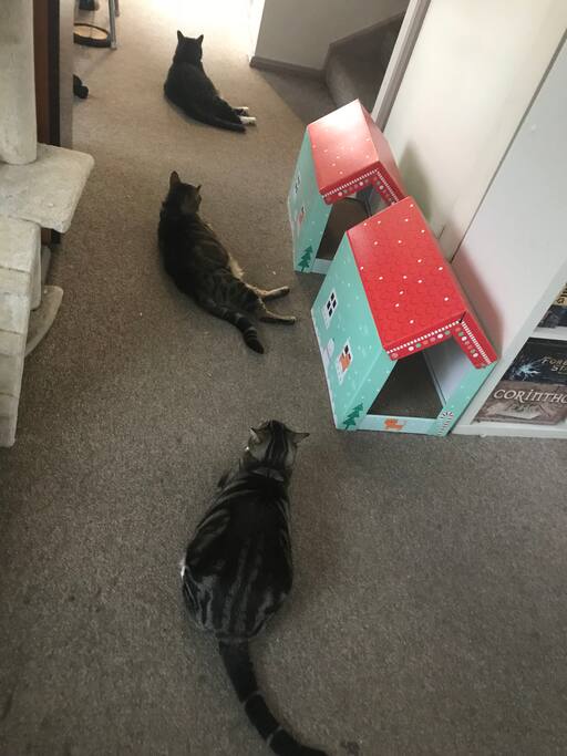 Our three indoor kitties - top to bottom Tigger, Mezzo and Daisy
