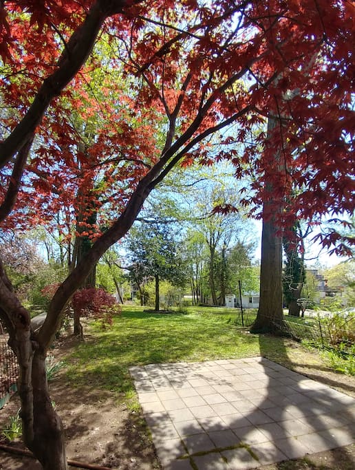 Rear Yard