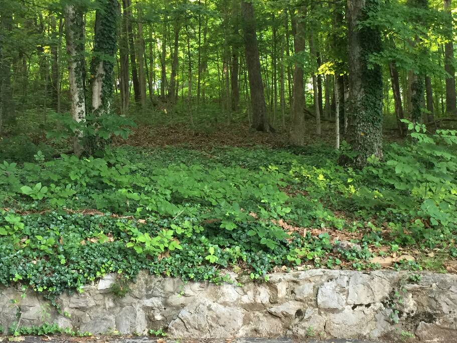 Part of back yard