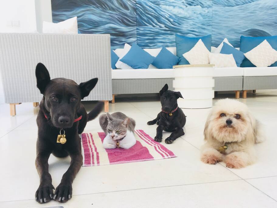 Pets on property