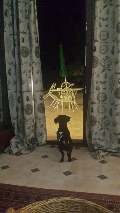 una notte d'estate ed un bassotto