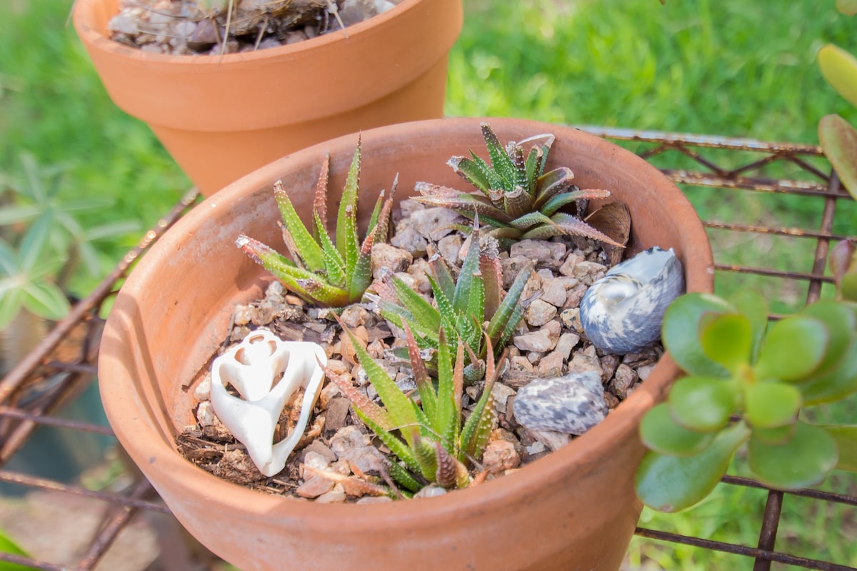The Succulent Suite - East Central Oasis