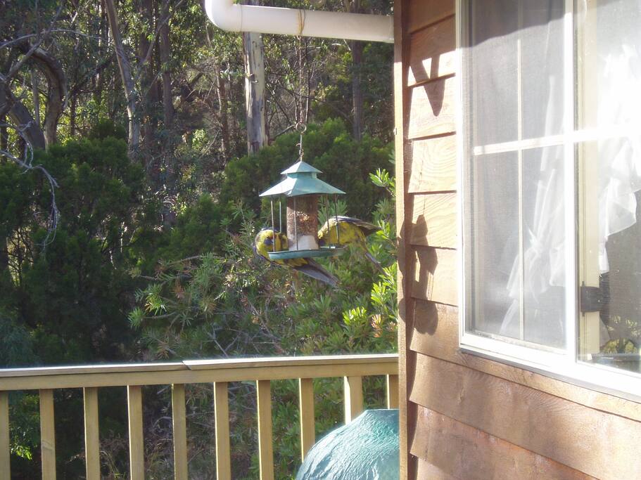 locals come and visit ,