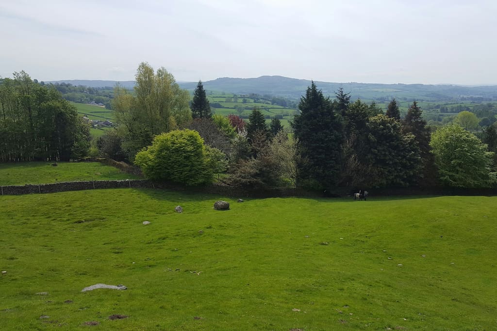 One of fields