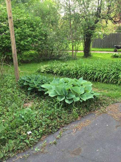Hostas and day lilies (soon to bloom) conceal a secret brick pathway back to the fire pit for some outdoor privacy