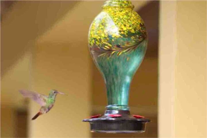 8 room tropical eco-jungle lodge near ATM cave gallery image 5