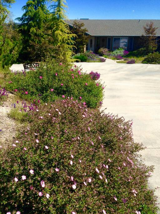 Our home in Spring