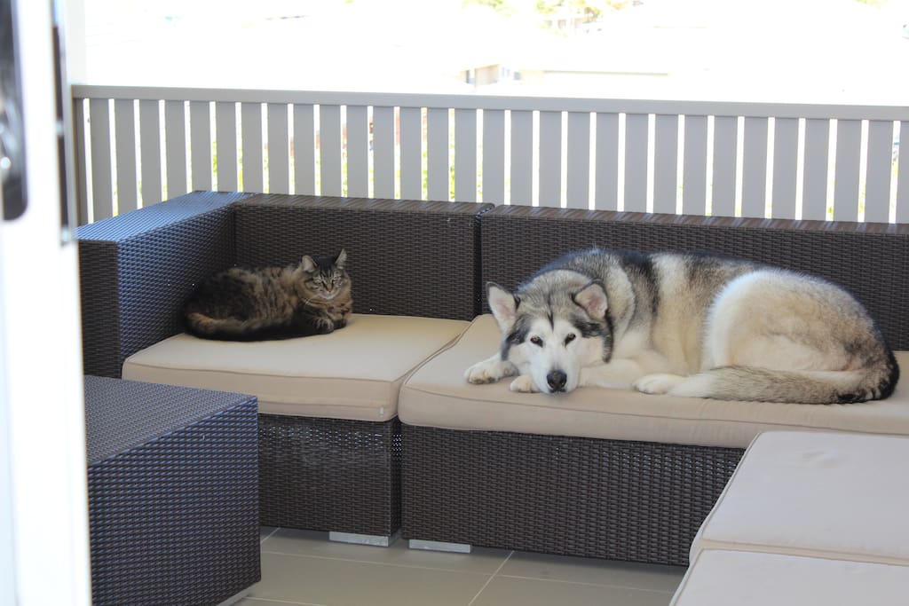 Our fur babies