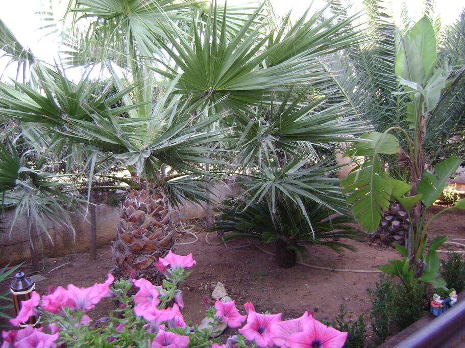Giardino