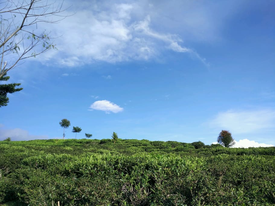 Malabar Tea Plantation