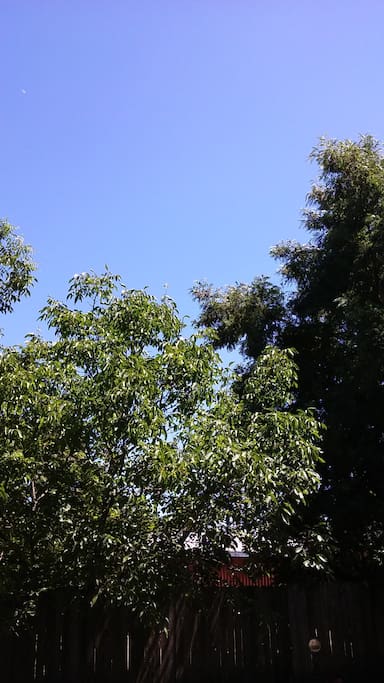 This is the view from our deck. At 10:00 AM the sun is just above the middle tree. Clear line of sight.