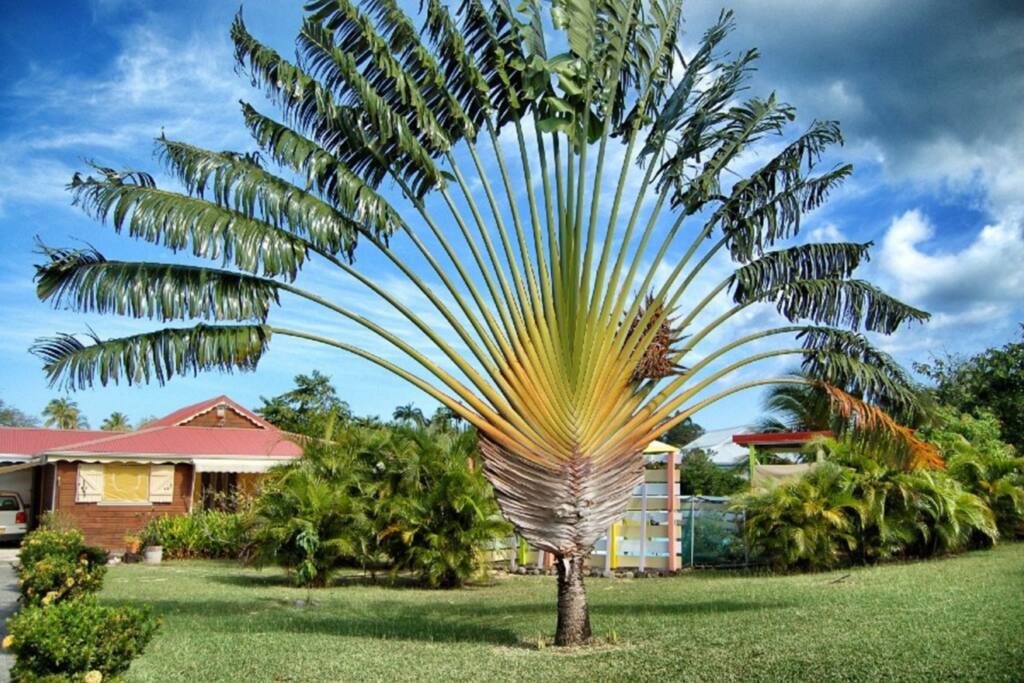 Traveller tree to welcome you - L'arbre du voyageur de la villa qui vous souhaite la bienvenue.