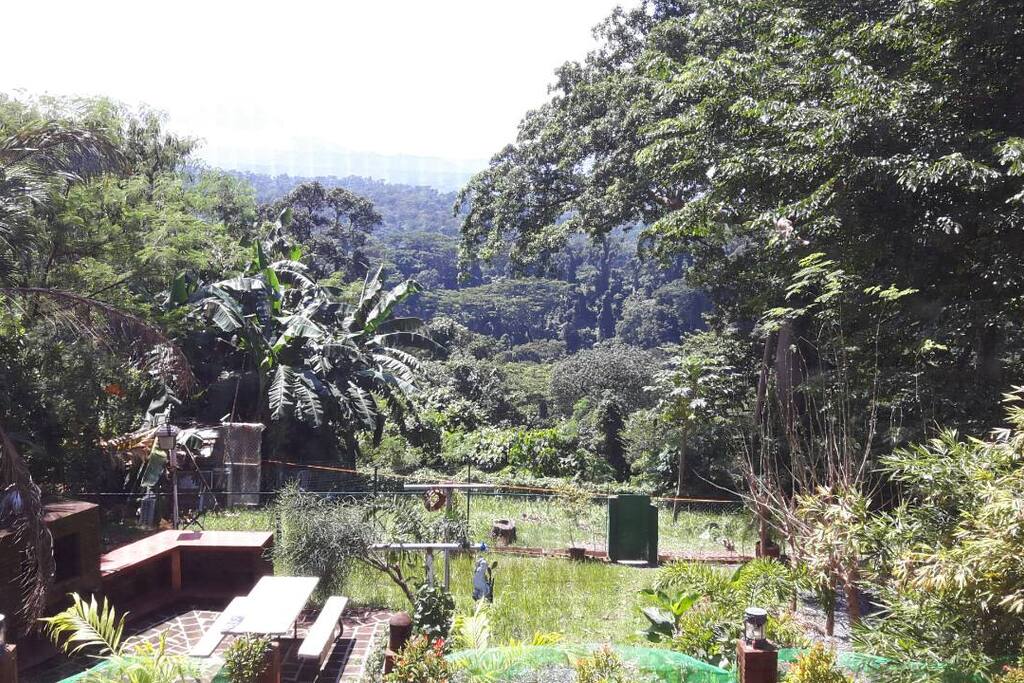 Forest View from master bedroom window... Great Majestic mountain.forest Scenery with 100 year old tree, rare birds and wildlife.