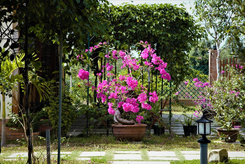 Pink bougainvillea fowers on the way to the bungalows.
