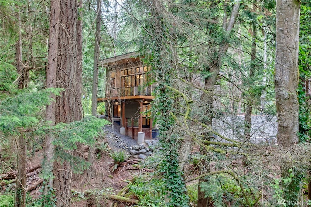 Forested Creek Setting