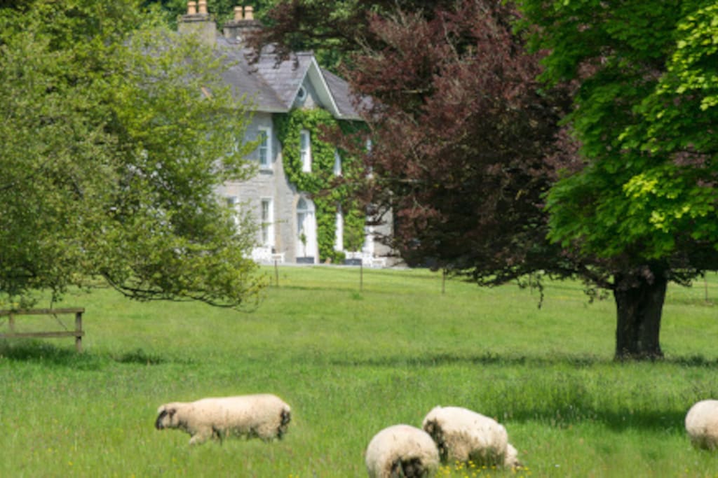 Sheep in the Lawnfield.