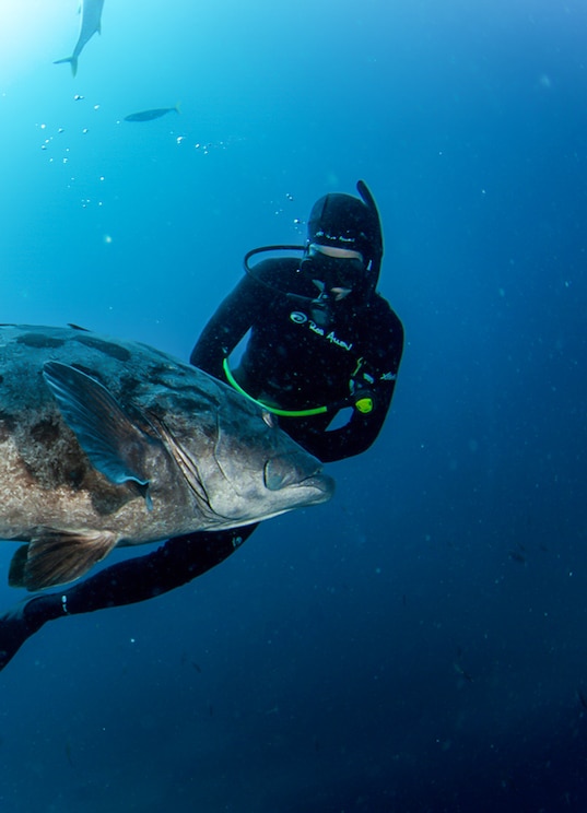 Mostrar imagem fornecida pelo anfitrião em ecrã inteiro