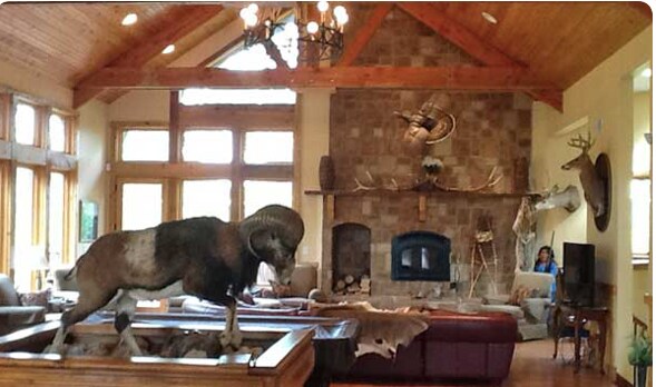 The spacious interior is highlighted by high wooden ceilings and a stone fireplace. A large taxidermy bighorn sheep is positioned on a wooden display, while various animal mounts decorate the walls. Natural light fills the room through expansive windows, enhancing the rustic decor.