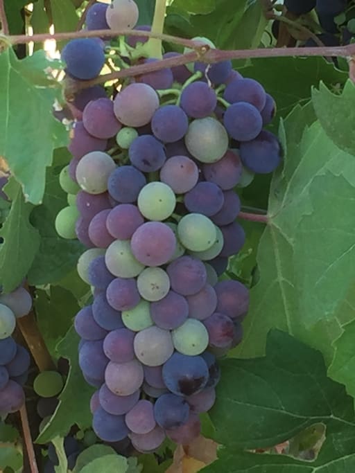 Uva em agosto
