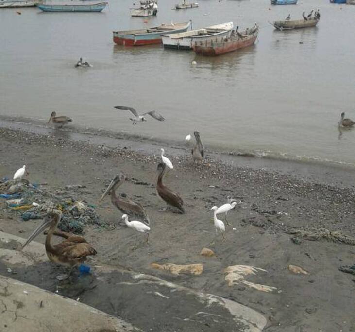 Pescadores, a 25 minutos, compra de pescado fresco y a buen precio.