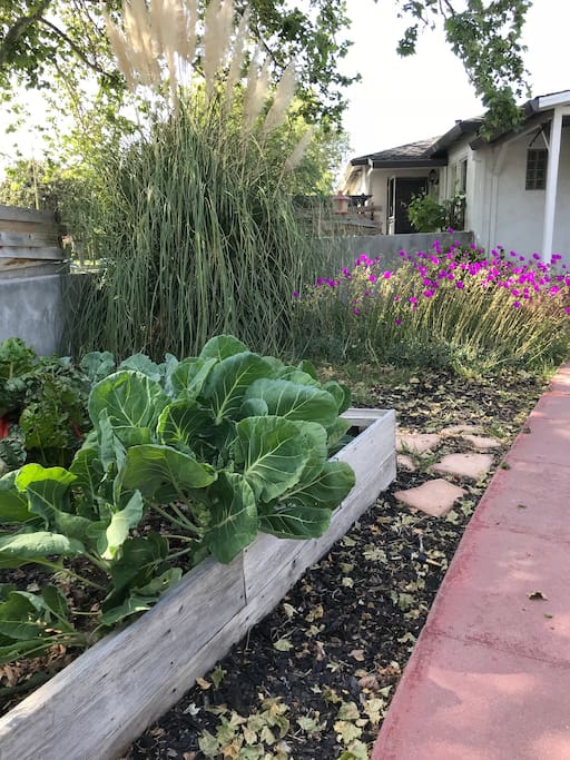 Cauliflower, swiss chard, bruseel sprouts, thyme & chives-do a farm to table pick on us