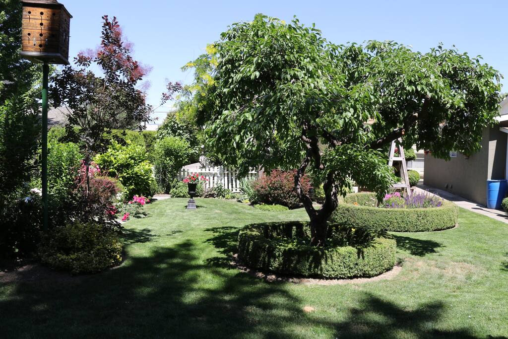 The backyard