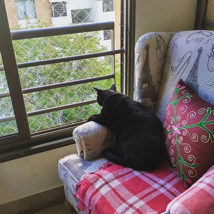 Luchito Mirando por la Ventana del Dormitorio #Catlovers