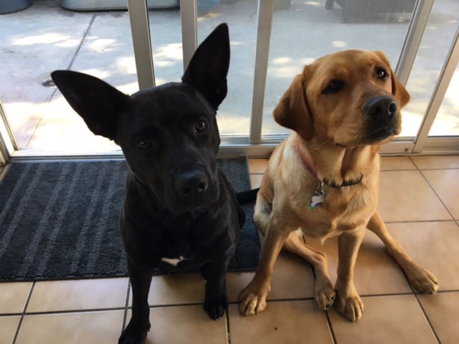 Share the house with Jack and Ruby, our two loving dogs. They stay in the backyard all day and sleep in our master at night.