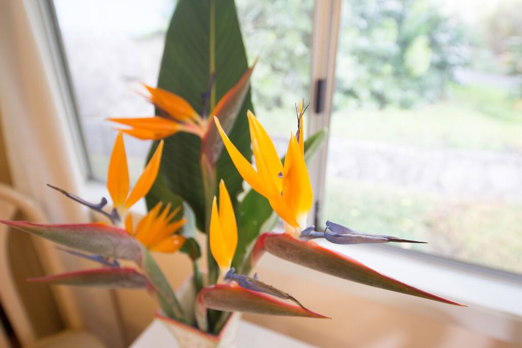 window over dining table
