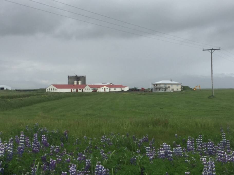 The farm