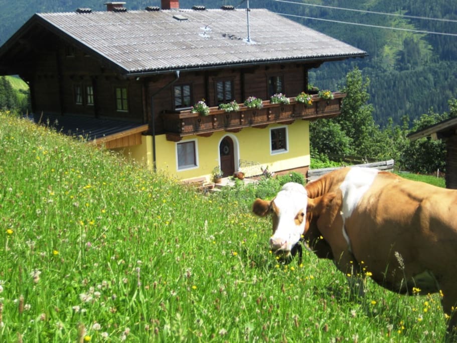 Ferienwohnung am Bergbauernhof Brandgut
