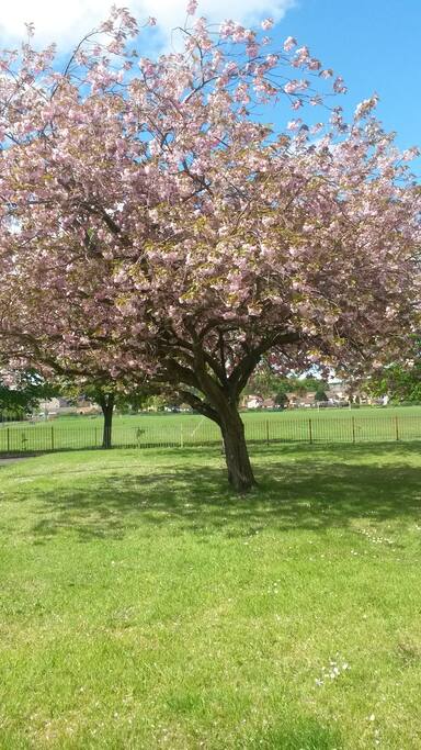 Our beautiful cherry blossom trees outside the front of the apartment.