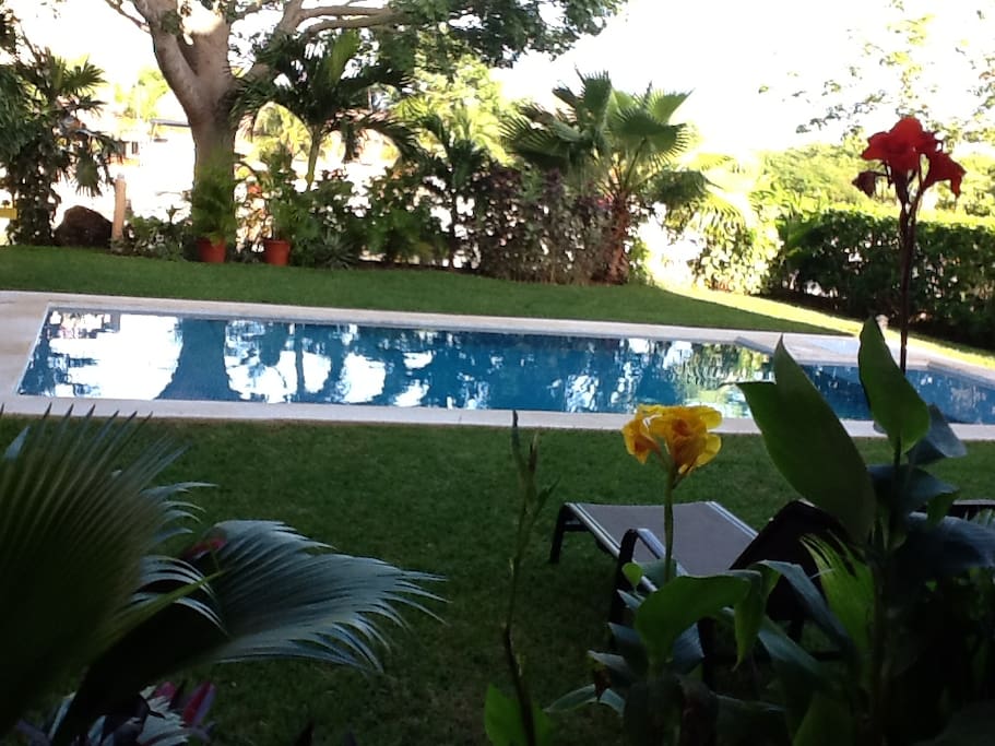 Pool and ceiba tree