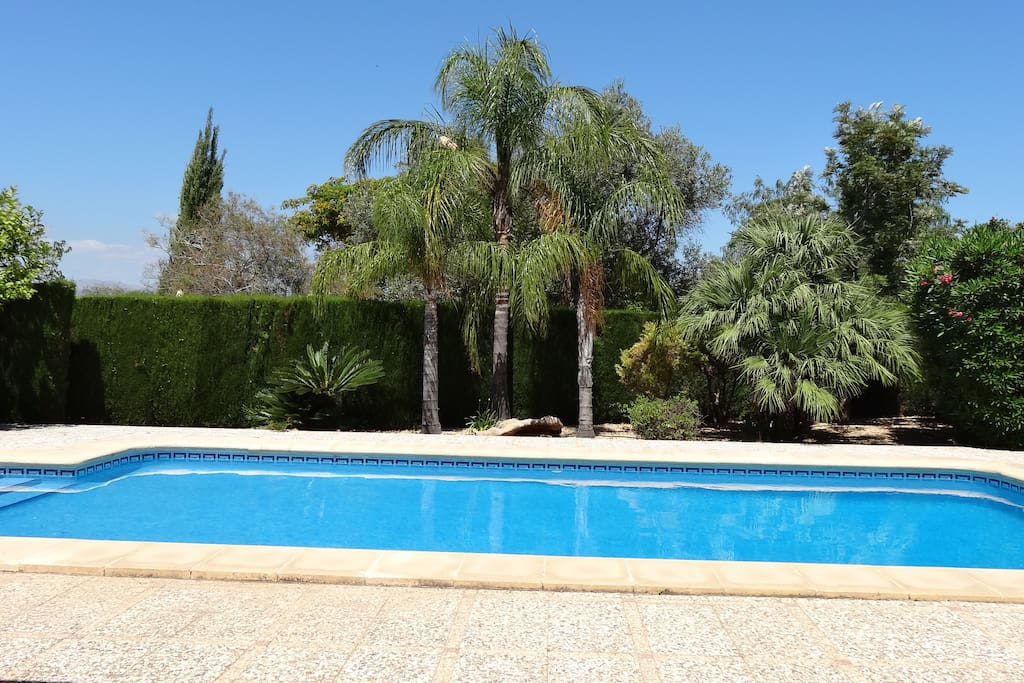 Stunning larger than average pool with mature palms