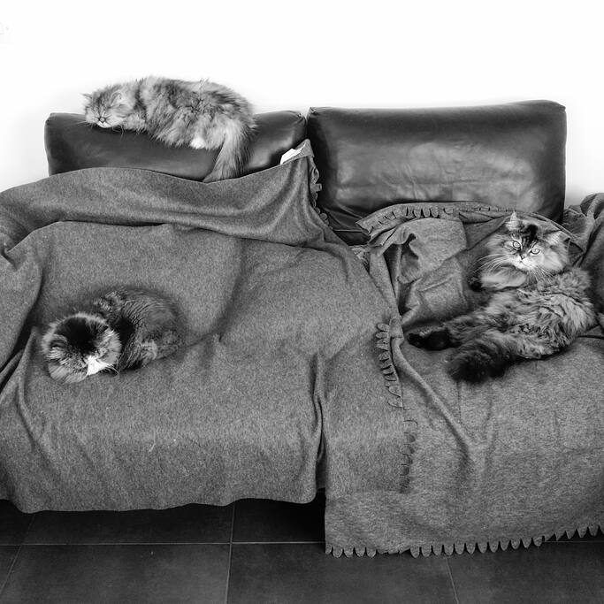 The 3 cats!