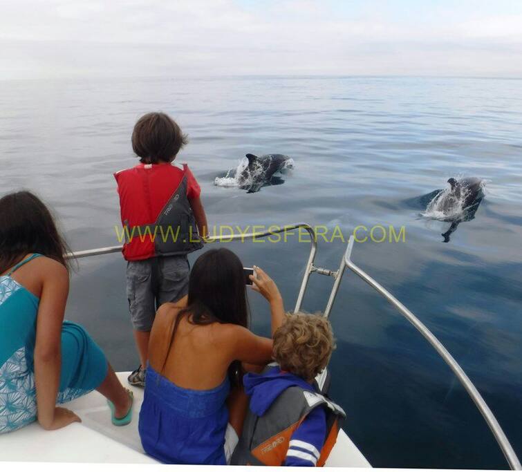 Observação de golfinhos