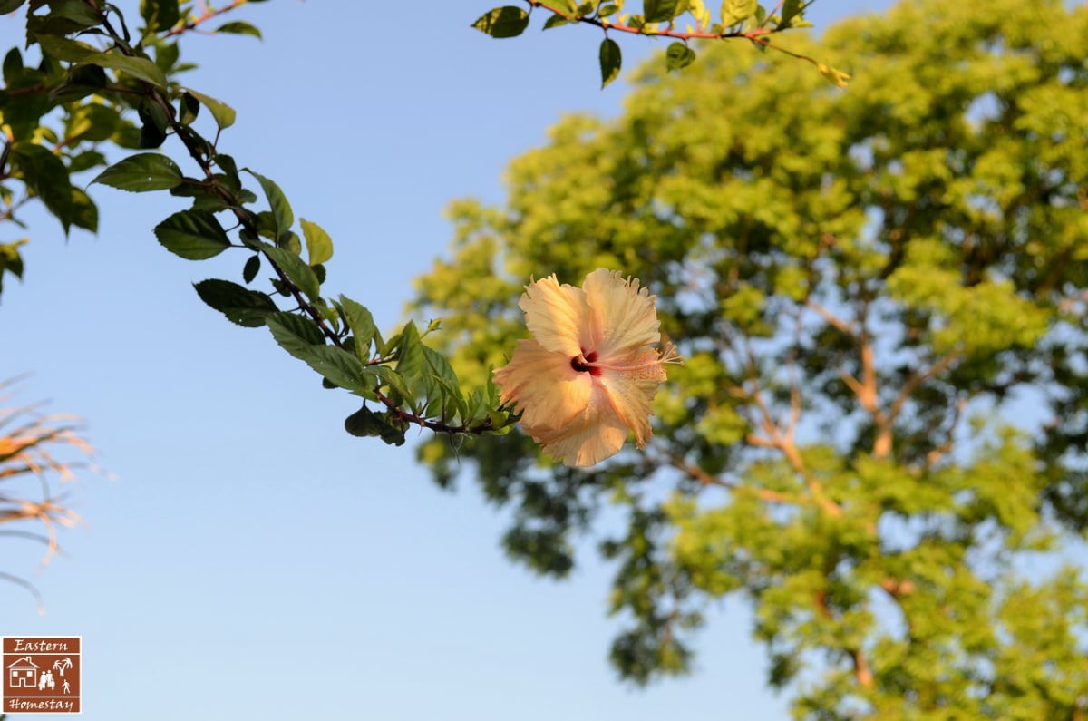 A hibiscus flower, with soft yellow petals and a deep red center, is captured against a clear blue sky. Green leaves surround the bloom, contrasting beautifully with the vibrant colors. In the background, a lush tree provides a natural setting.