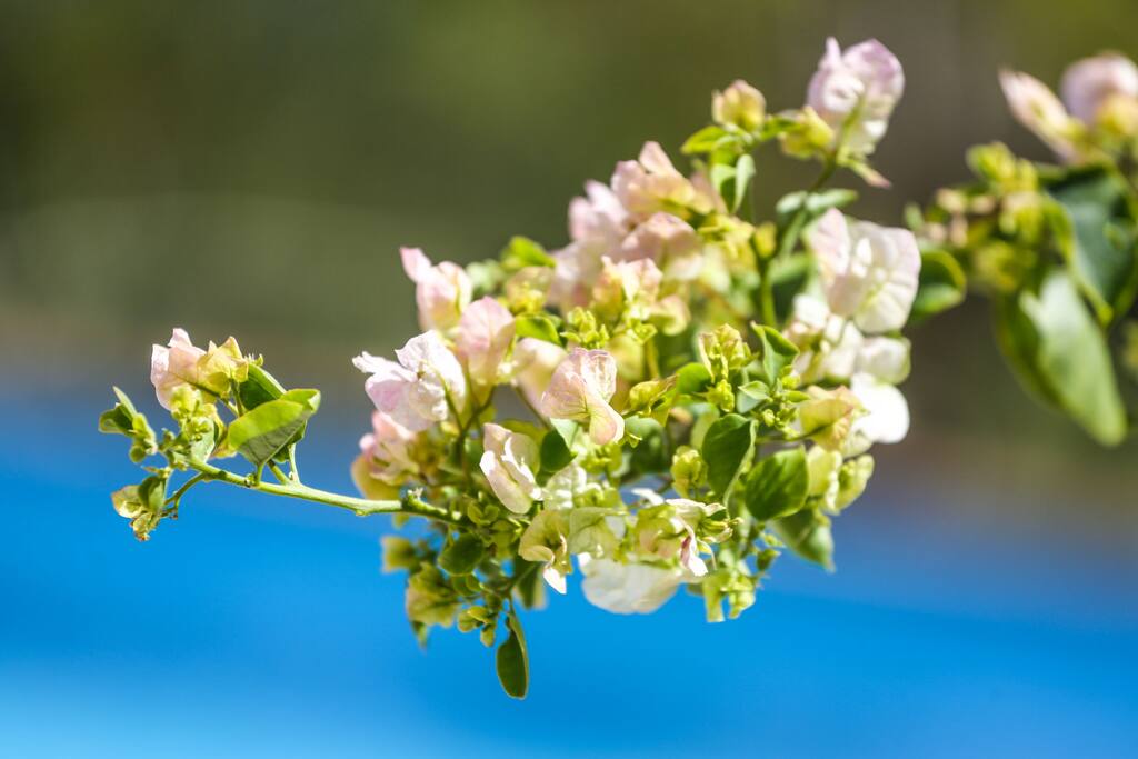 Flor