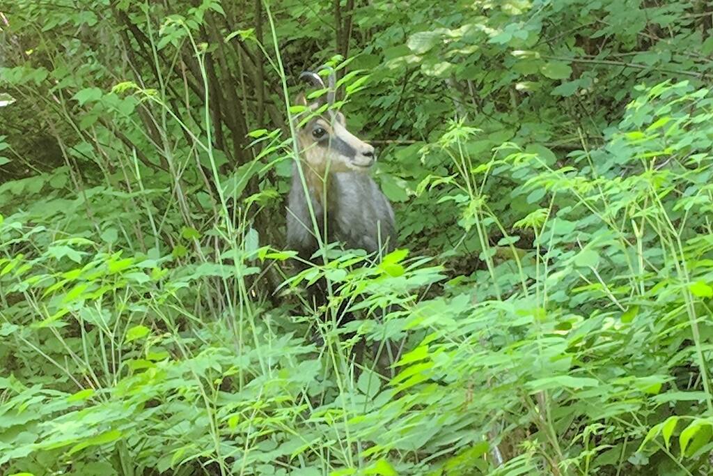 One lovely visitor we get often and can see through the windows.
