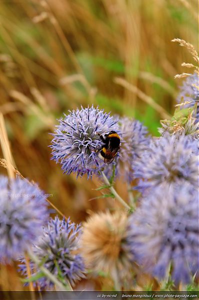 A cluster of round purple flowers is shown, with a bumblebee resting on one of the blooms. The background features tall, golden grasses, highlighting the natural environment. The scene captures a moment of tranquility in the wildflower setting, indicative of the area's rich biodiversity.
