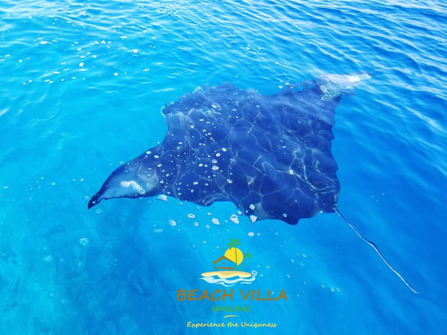 Manta Ray Safari