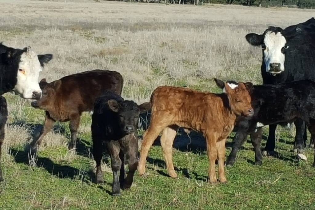 Enjoy watching livestock and wildlife