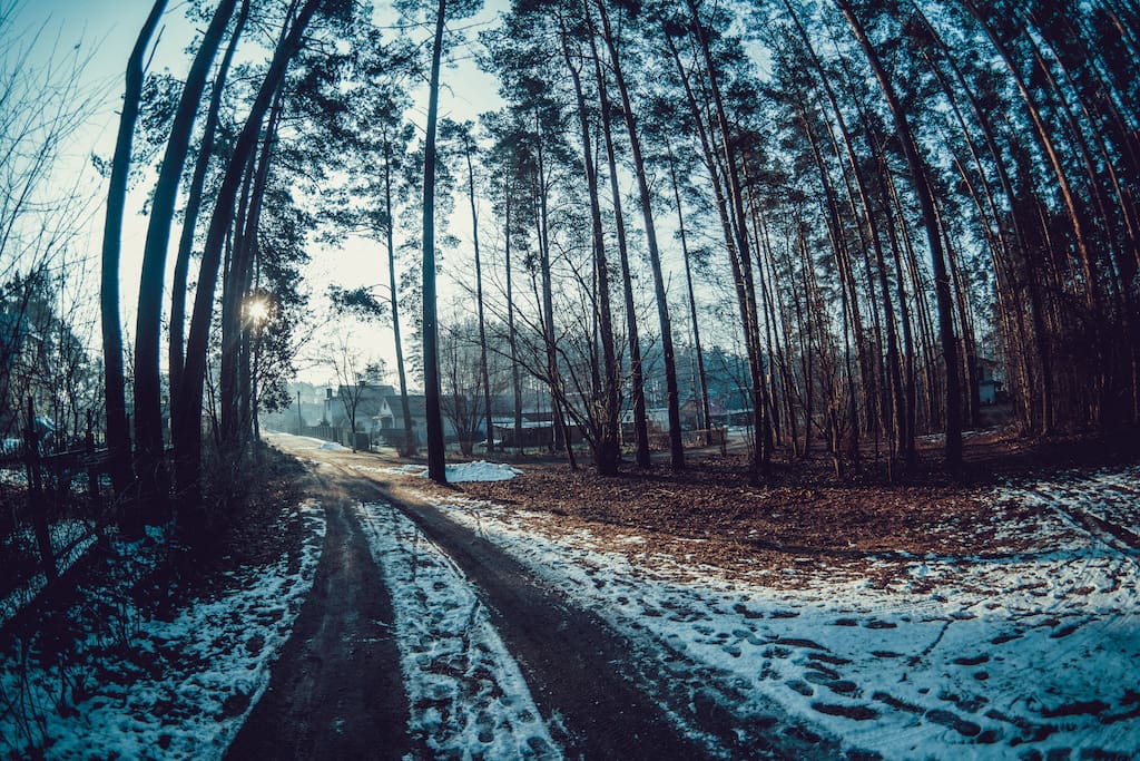 Las około domku 2
