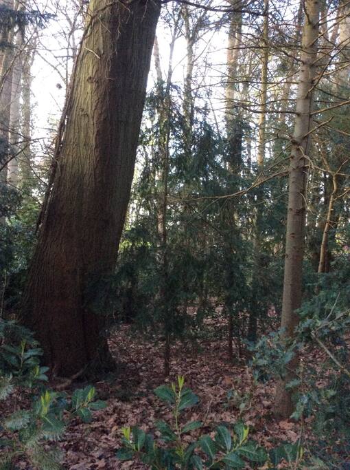 Forestgarden view