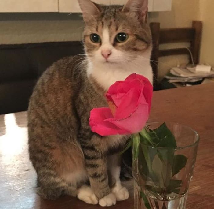 Nuestra limpia y agradable gatita, Flora