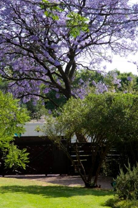 Glorious Garden